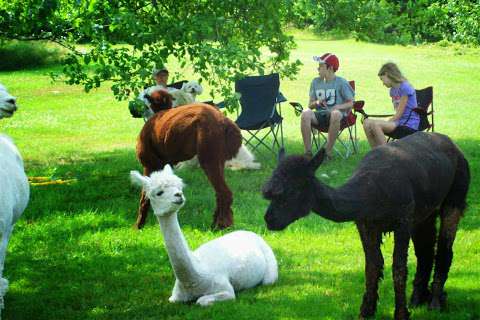 Mamies Alpaca Farm Mamies Alpaca Farm